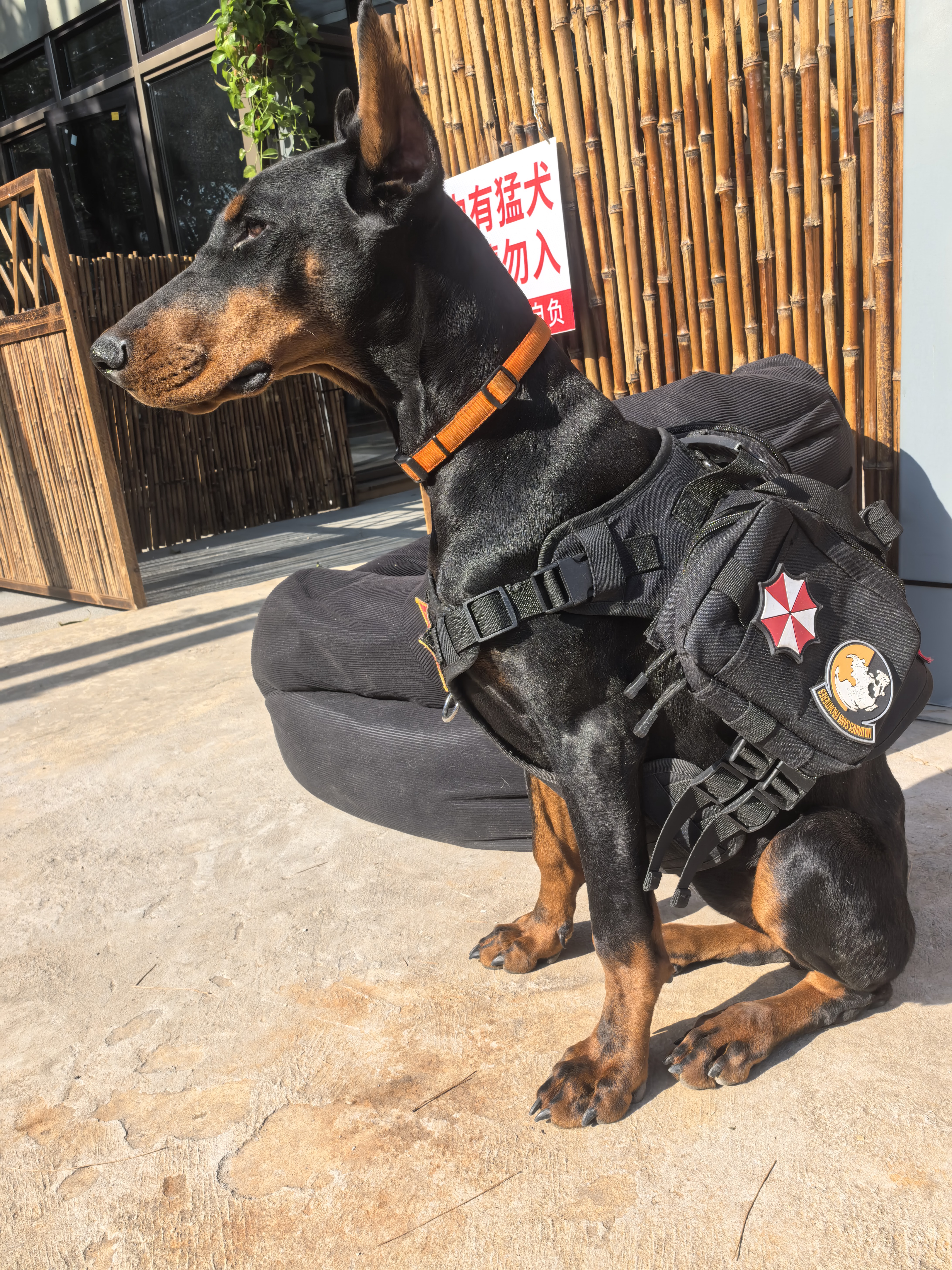 双血统带出生纸+芯片+追踪器+信息牌